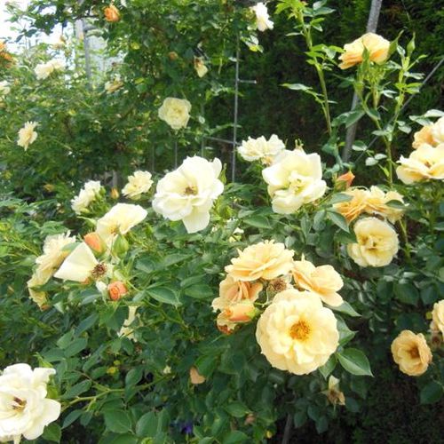 Rosen Shop - kletterrosen - gelb - Rosa Zorba™ - diskret duftend - L. Pernille Olesen,  Mogens Nyegaard Olesen - Hinaufstrebend wachsende Rose von dunkelgrünen,glänzenden Blättern bedeckt.